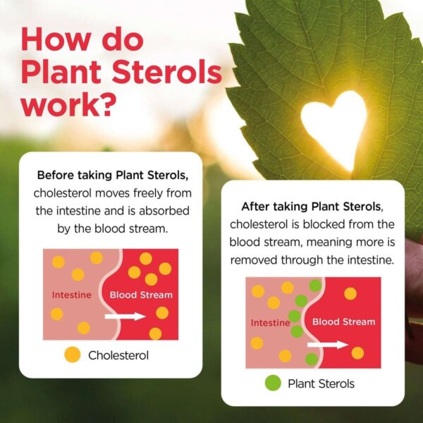 Healthspan Vitamins & Supplements Plant Sterols Cholesterol Support Tablets x 90 — изображение 4